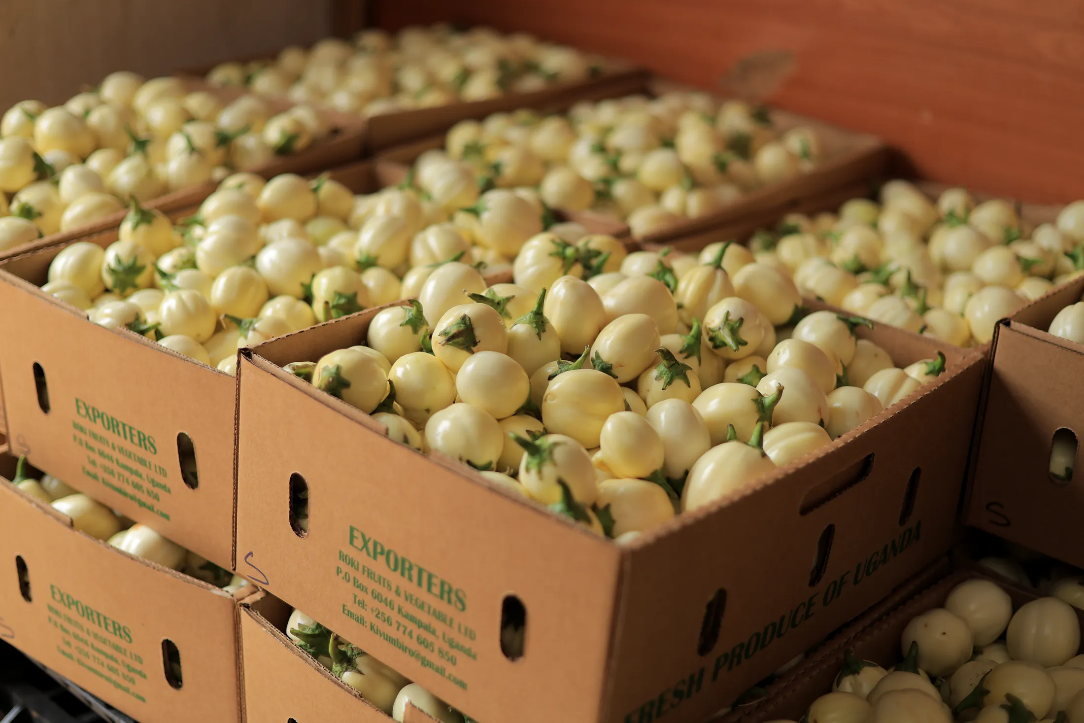 Open cartons of graded garden eggs