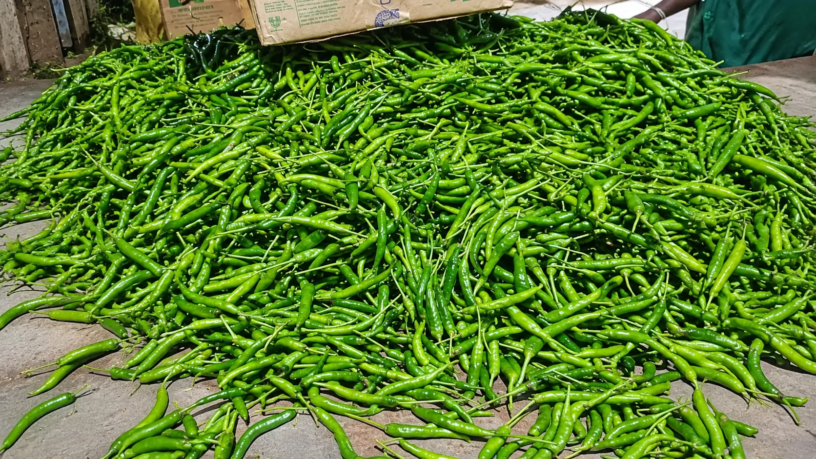 Fresh green chillies piled high at sorting time