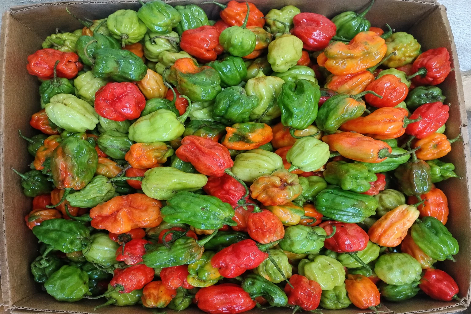 Crate of freshly harvested red, orange and green hot peppers