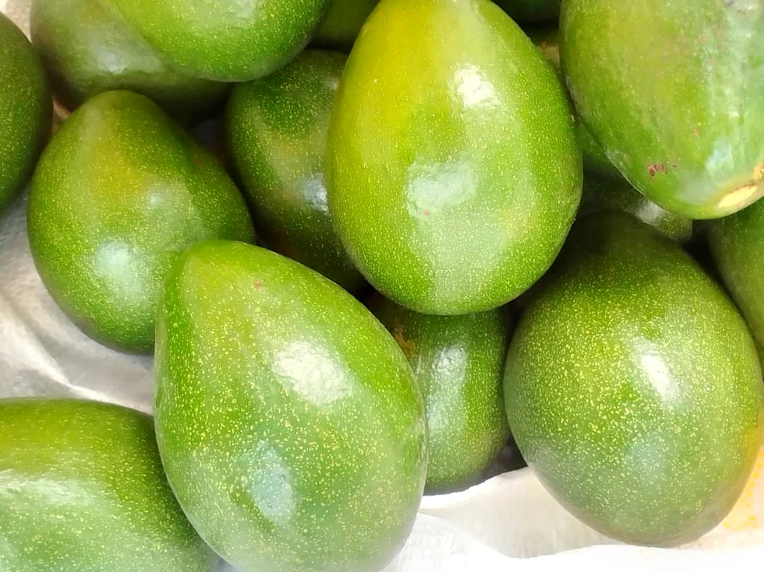 Close view of glossy green avocados graded for export