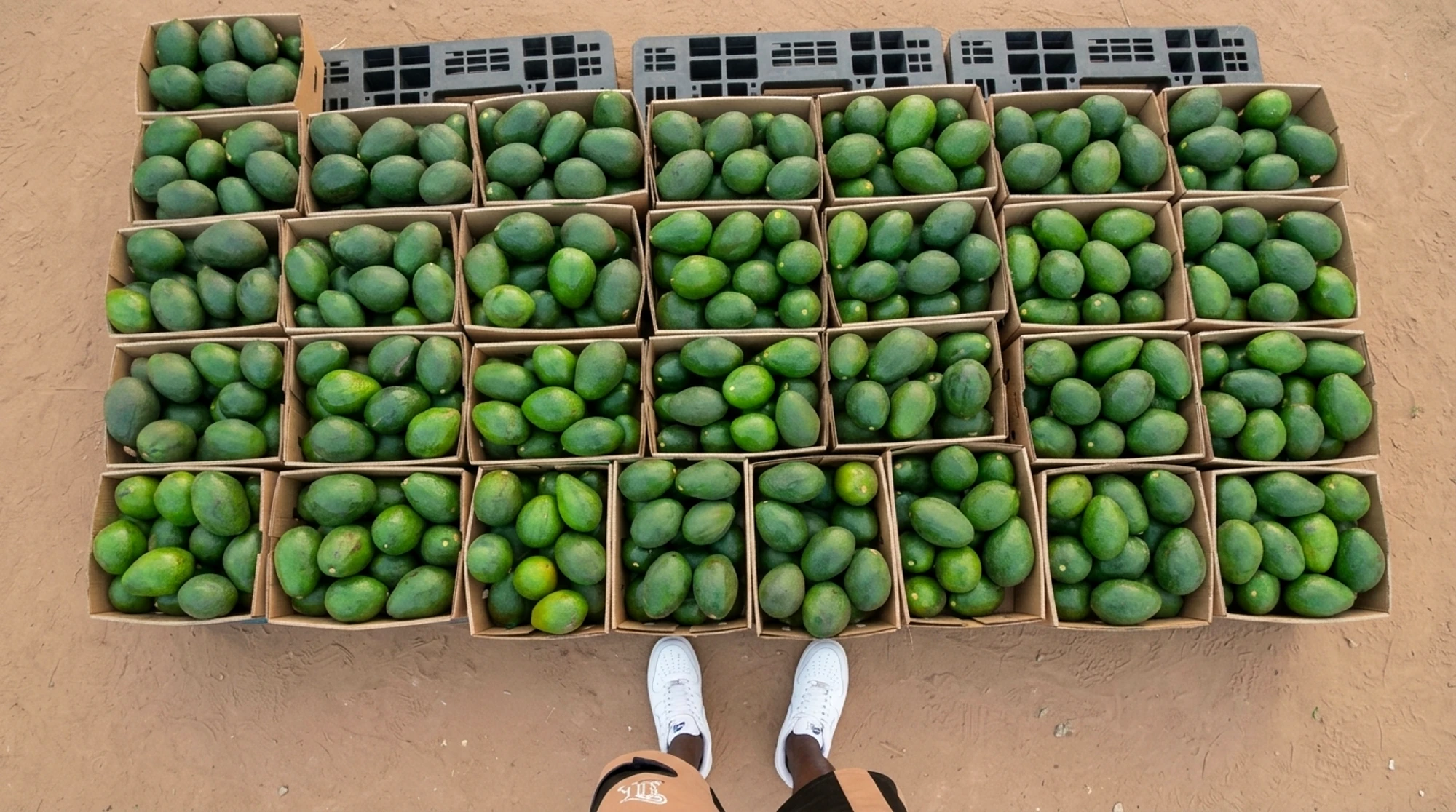 Overhead view of avocado cartons counted and gridded for loading
