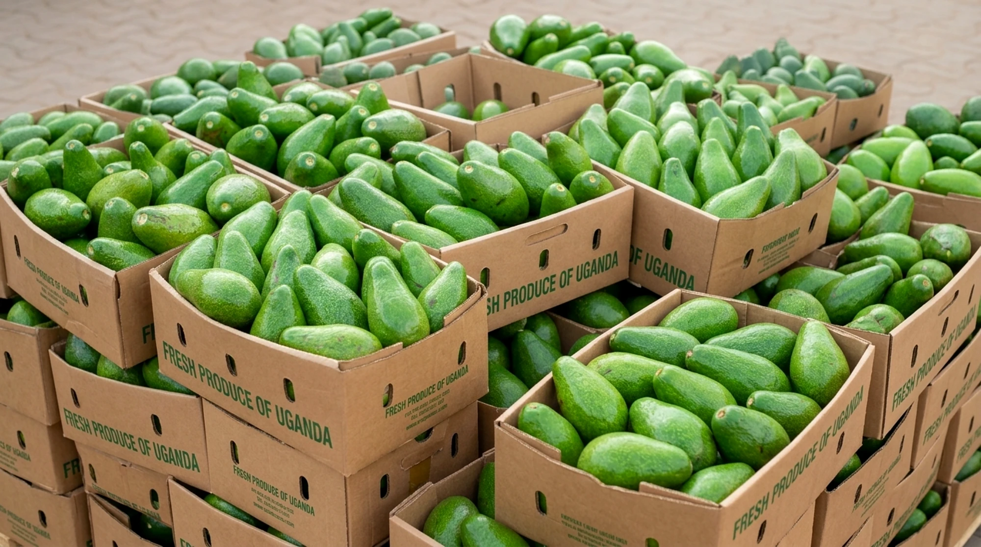 Export cartons of avocados stamped Fresh Produce of Uganda, stacked for dispatch