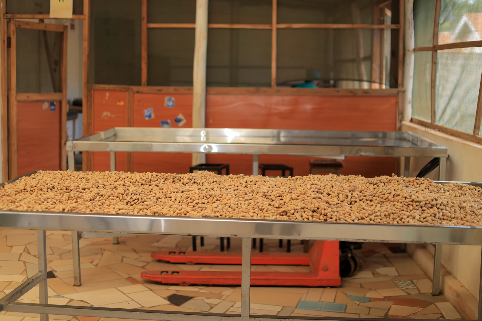 Groundnuts spread on raised drying tables inside the Najjanankumbi packhouse