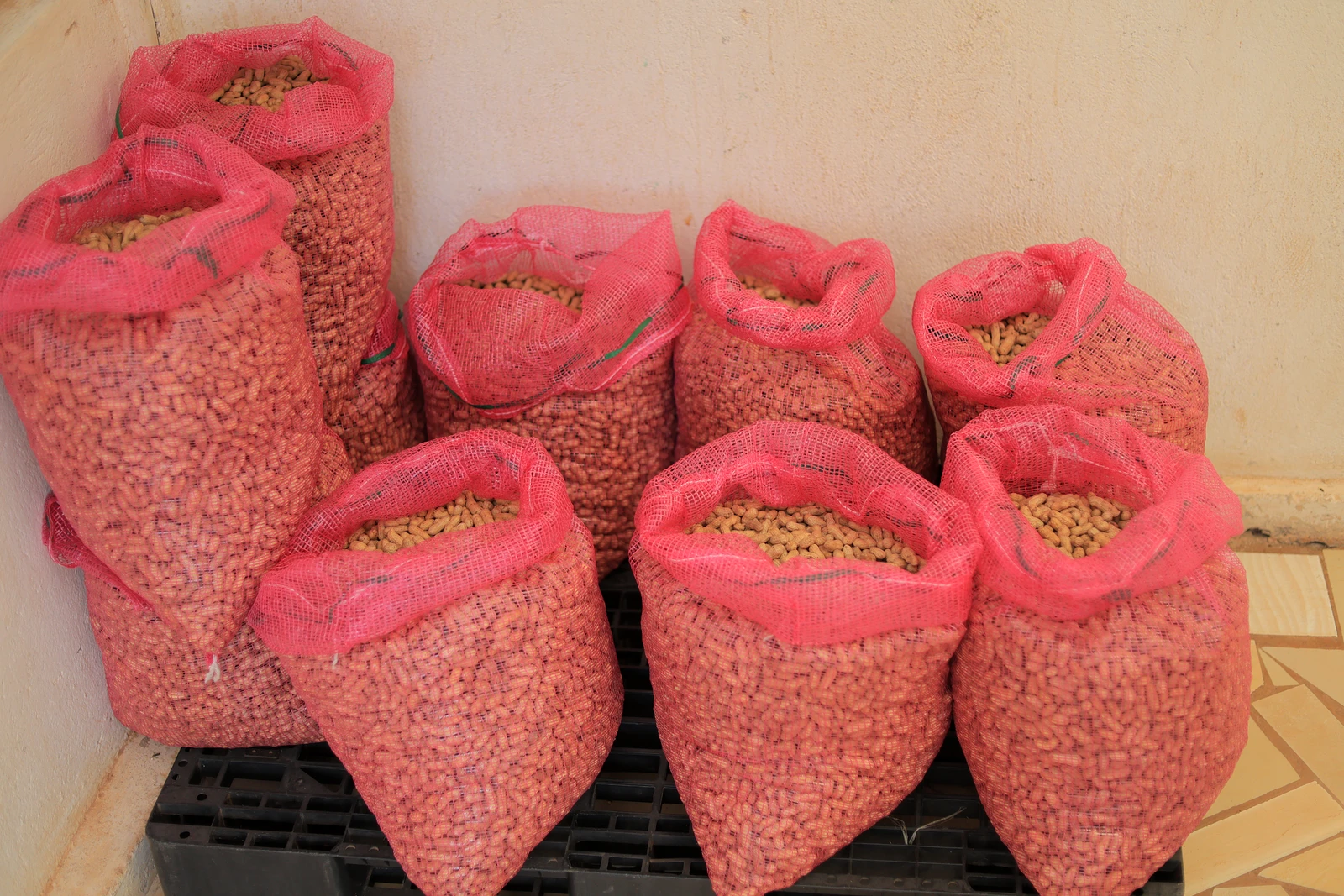 Mesh sacks of groundnuts stacked in stock