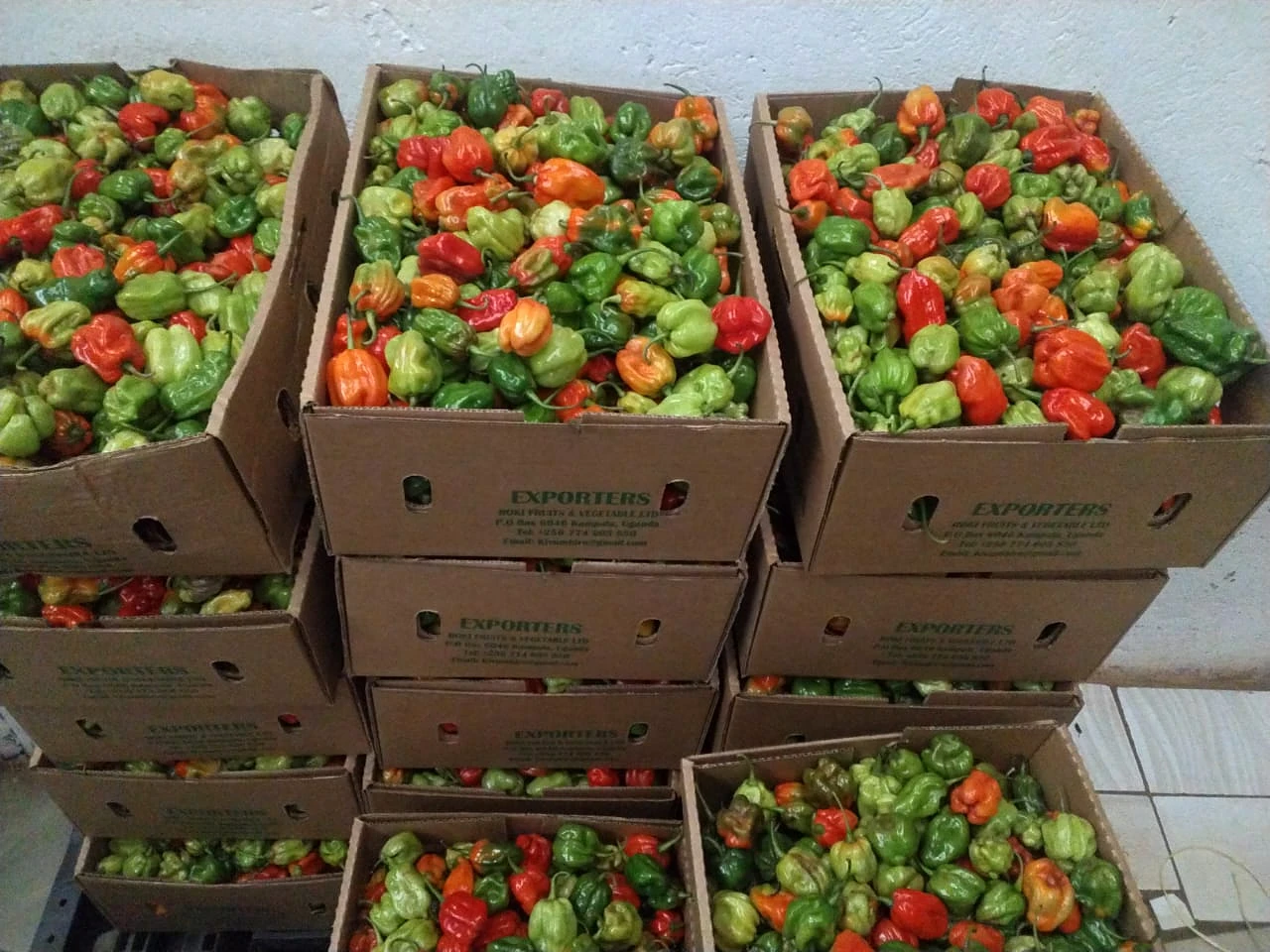 Export cartons stacked with mixed-colour hot peppers