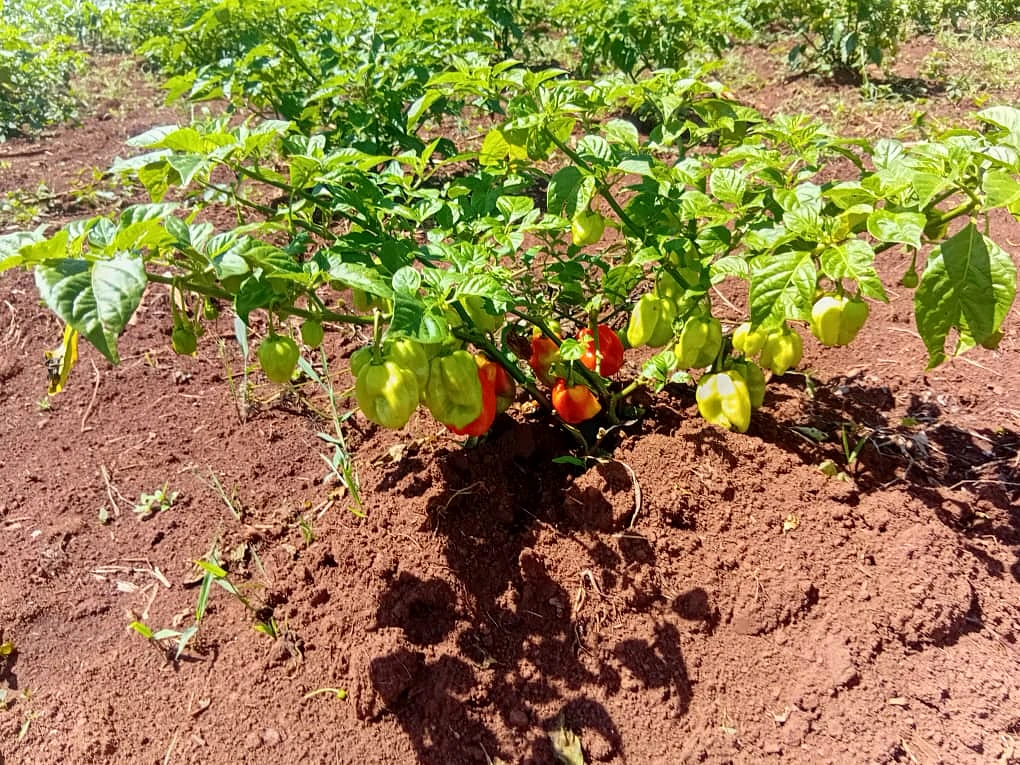 Hot pepper plants carrying fruit in the field