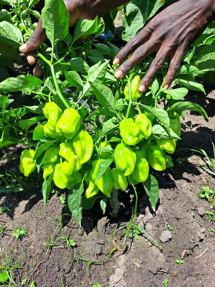 Grower hands checking hot pepper fruit on the plant