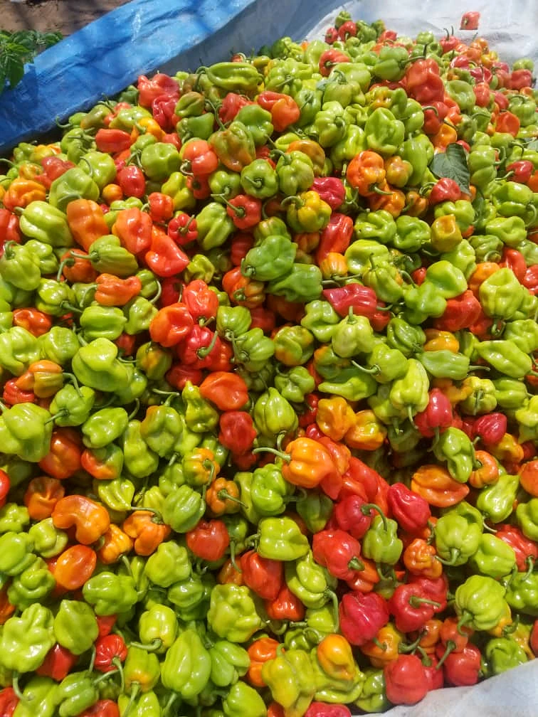 Hot peppers laid out on the drying platform