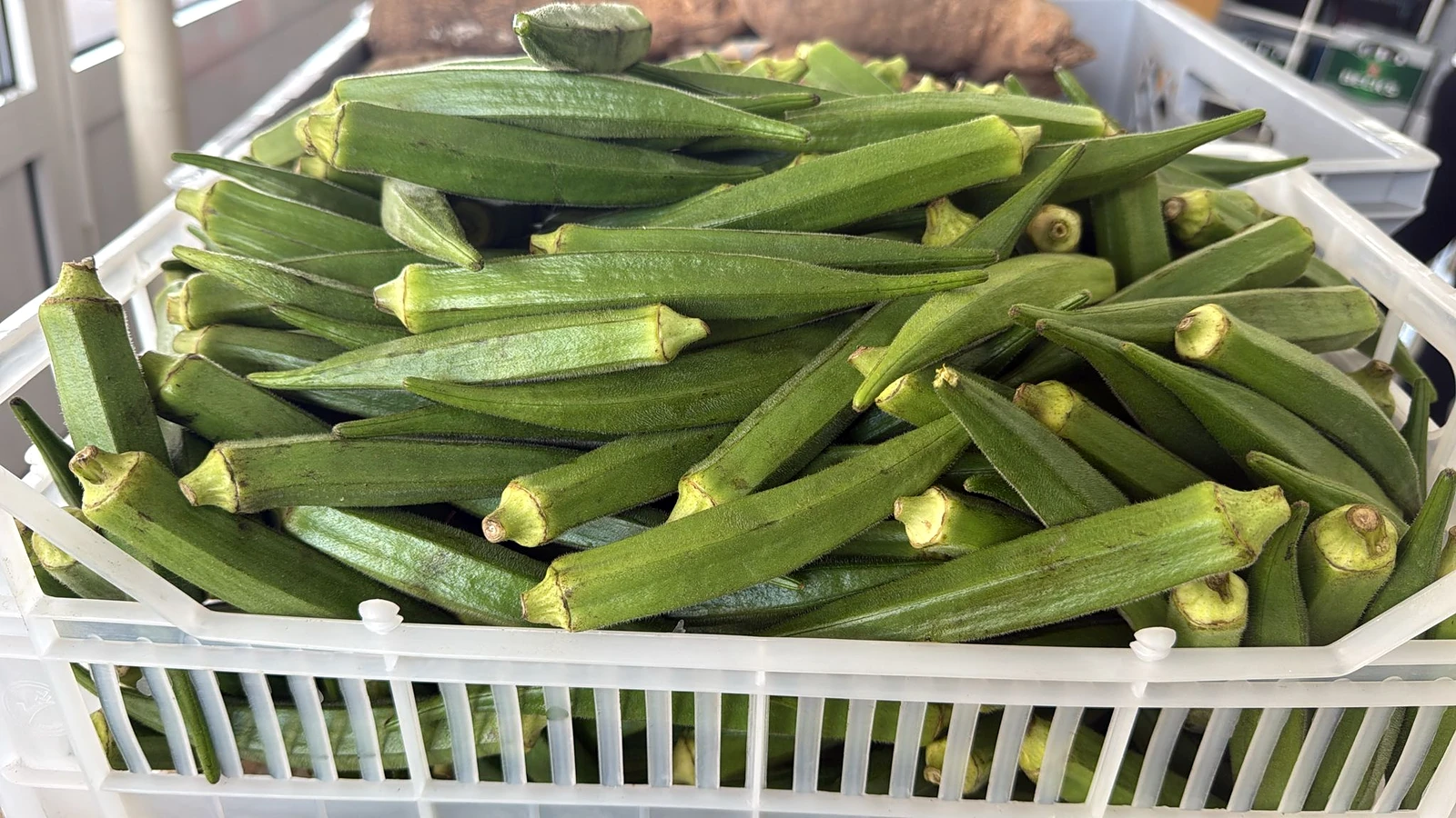 Crate of hand-graded okra pods at the packing table
