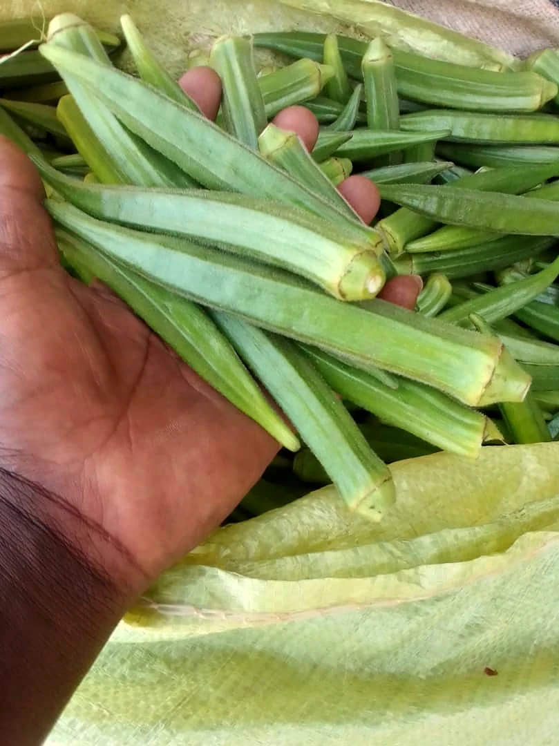 Hand checking okra pod length against the sack