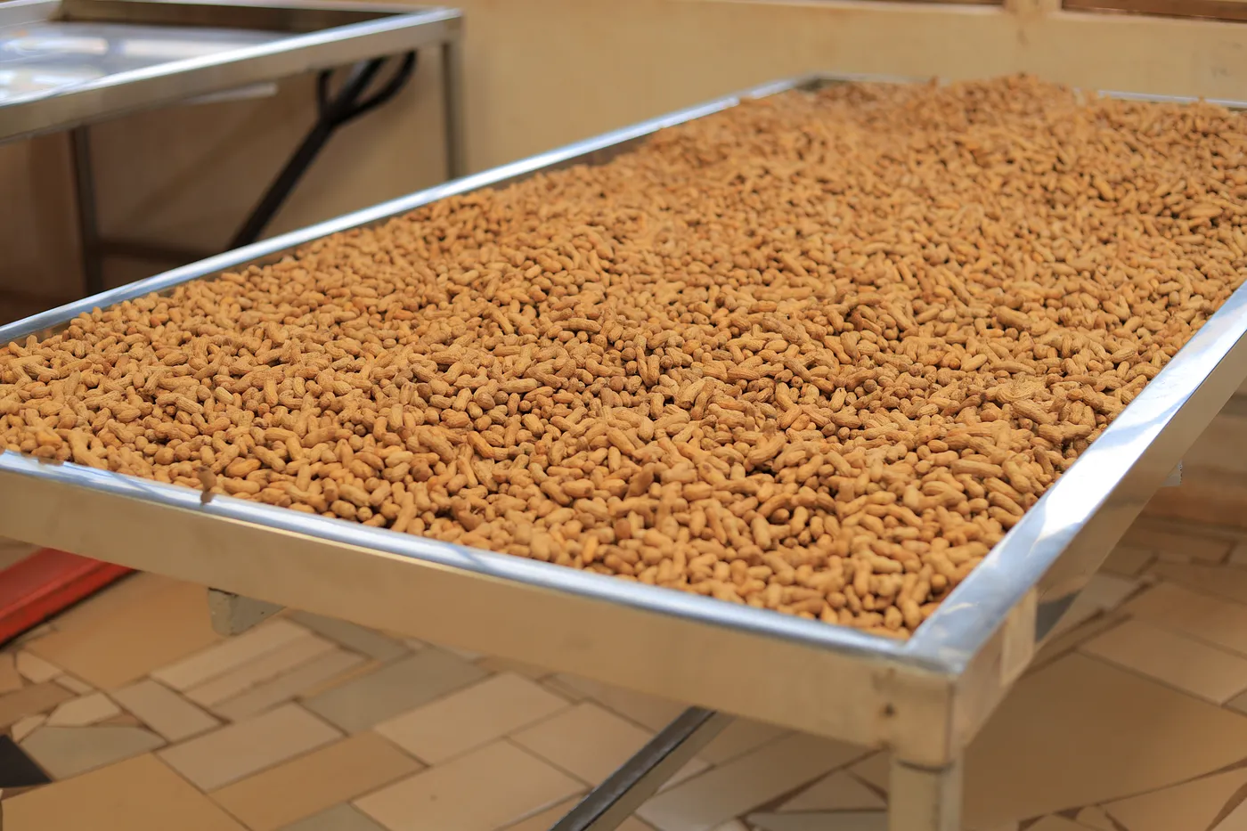 Groundnuts resting on raised drying tables inside the packhouse