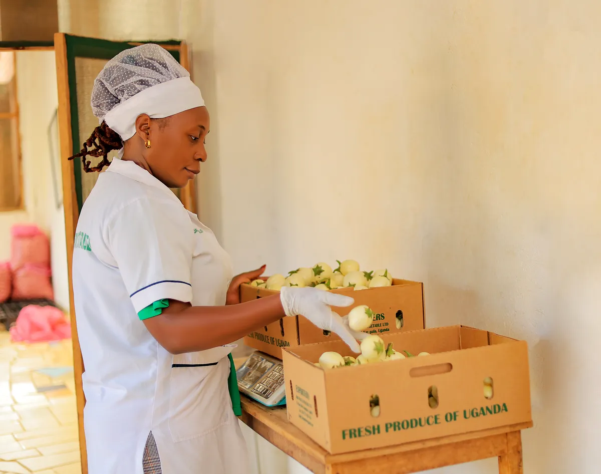 Side profile of a quality control worker checking and placing produce into export cartons to meet grading standards