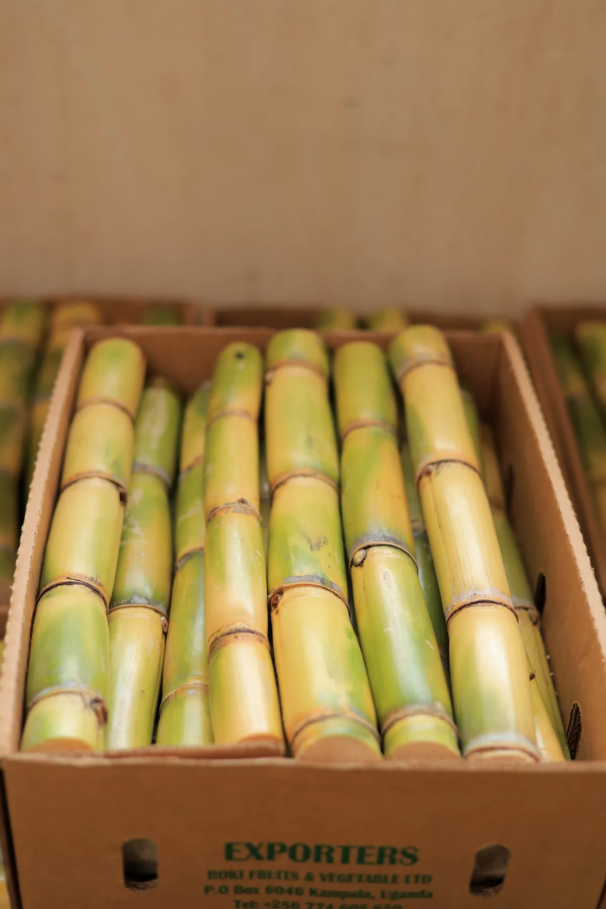 Sugarcane stalks packed in a branded export box