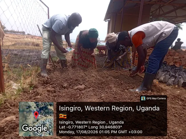 Participants preparing nursery growing media and sowing seeds during a field activity in Isingiro, Western Uganda.