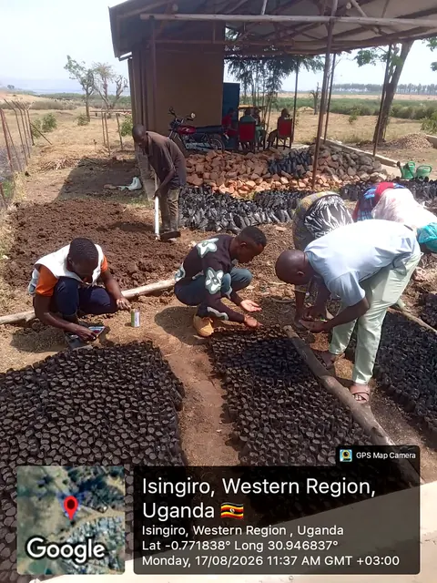 Participants preparing nursery growing media and sowing seeds during a field activity in Isingiro, Western Uganda.