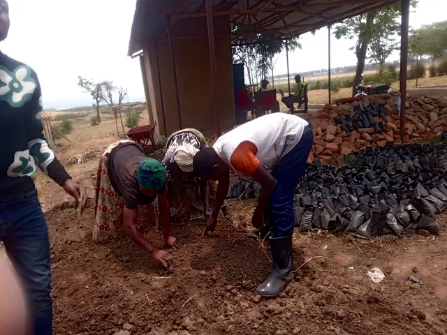 Participants preparing nursery growing media and sowing seeds during a field activity in Isingiro, Western Uganda.