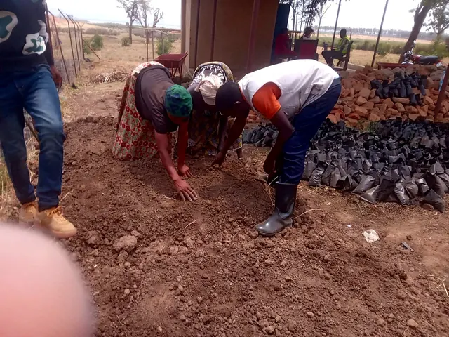 Nursery bed preparation in Isingiro