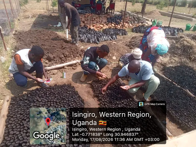 Participants preparing nursery growing media and sowing seeds during a field activity in Isingiro, Western Uganda.