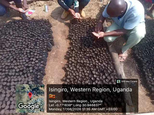 Participants preparing nursery growing media and sowing seeds during a field activity in Isingiro, Western Uganda.