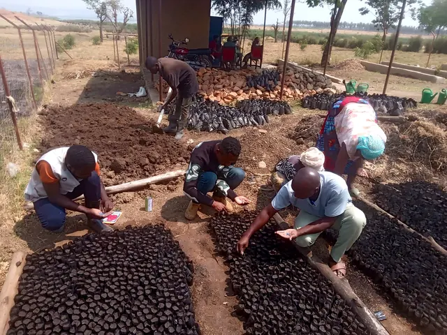 Participants preparing nursery growing media and sowing seeds during a field activity in Isingiro, Western Uganda.